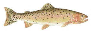 Idaho State Fish - The Cutthroat Trout